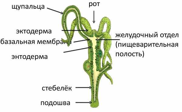 Кракен тор krakens13 at